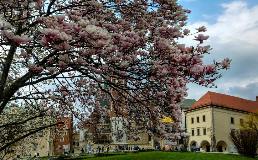 Wawel - magnolie 07.04.2016